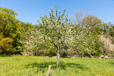 Scenic view of grassy field by trees against sky