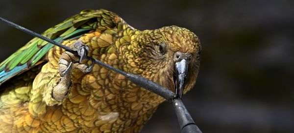 Parrot kea