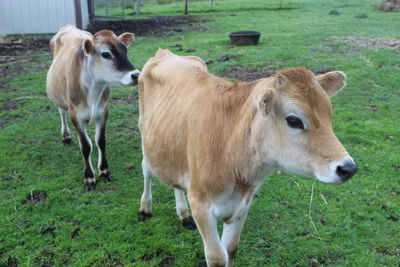 Calves standing on field