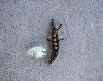 High angle view of insect on plant