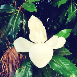 Close-up of white flowering plant leaves