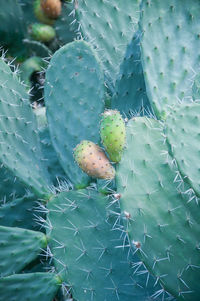 Full frame shot of prickly pear cactus