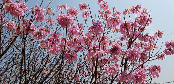 Low angle view of cherry blossoms against sky