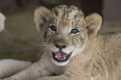 Close-up portrait of a lion cub