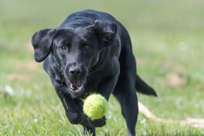 Close up of a black labrador puppy chasing a tenis ball in mid air