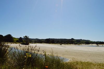 Scenic view of beach against clear sky