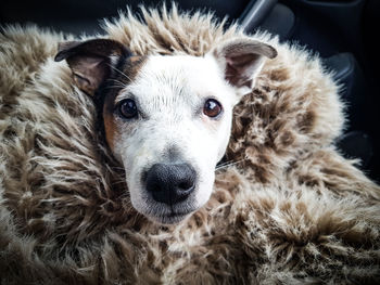 Close-up portrait of dog 