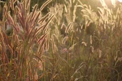 Close-up of wheat field