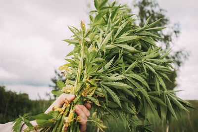 Close-up of plant against sky