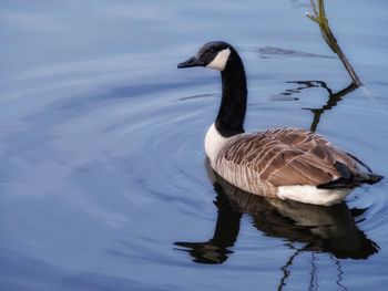 Birds in calm lake