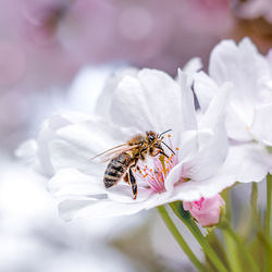 A honey bee collects pollen from sakura flowers. white sakura in bloom.  flying insect