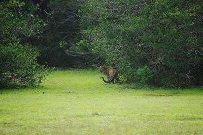 Horse grazing on field in forest