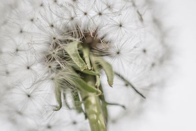 Close-up of white dandelion flowers