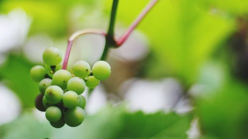 Close-up of plant