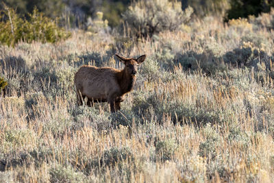 Young female elk in yellowstone national park