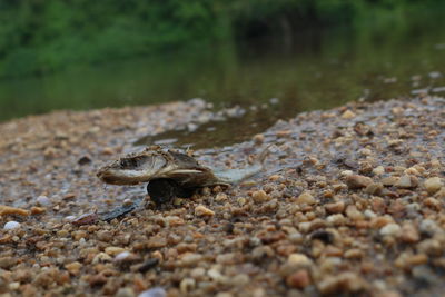 Close-up of lizard on rock