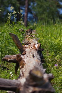 Close-up of lizard on land