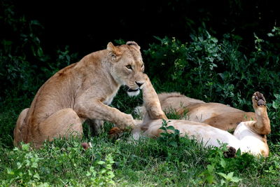 View of cats relaxing on grass