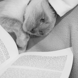 Close-up of cat resting on book