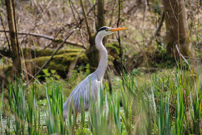 View of a bird on field