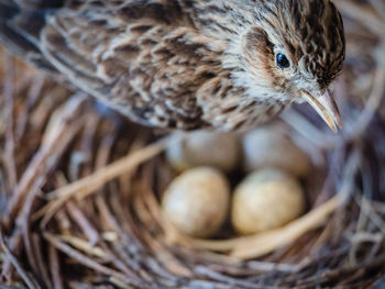Close-up of bird in nest