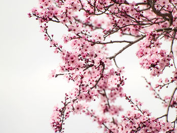 Low angle view of cherry blossoms against sky