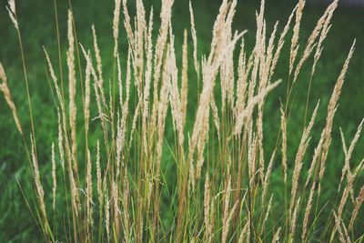 Close-up of stalks in field