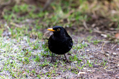 Black bird perching on a land