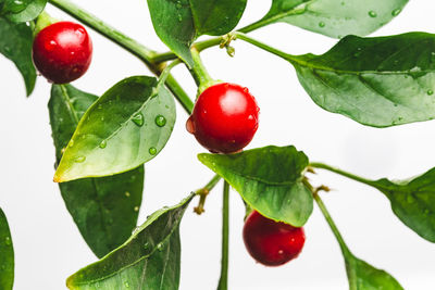 Close-up of red berries growing on tree