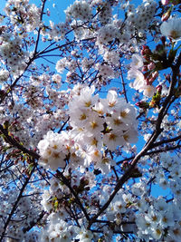 Low angle view of cherry blossoms in spring