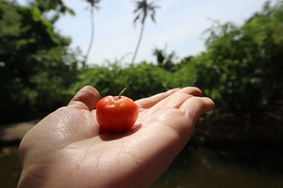 Midsection of person holding fruits