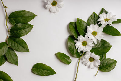 Close-up of white flowering plant leaves