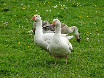 Ducks on grassy field