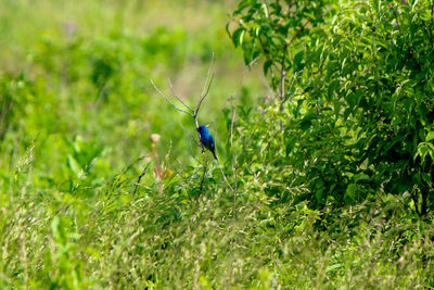 Insect on a land