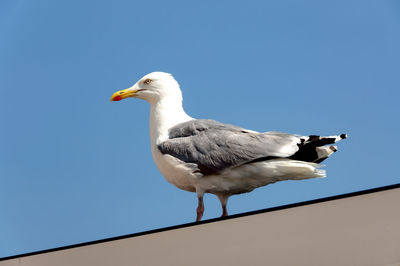 Low angle view of seagull perching against clear sky