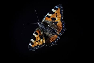 Close-up of butterfly perching on black background