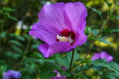 Close-up of pink flowering plant