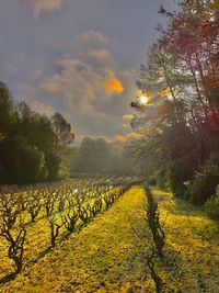 Scenic view of field against sky during sunset
