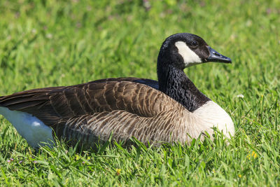 Close-up of a duck on field