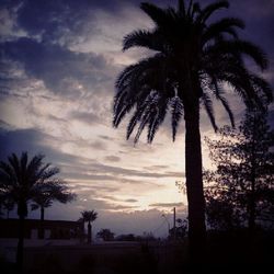 Palm trees against cloudy sky