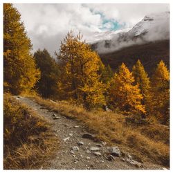 Scenic view of forest against sky during autumn