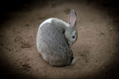 Close-up of a rabbit