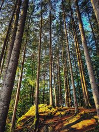 Low angle view of bamboo trees in forest