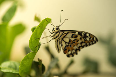 Close-up of butterfly perching on flower