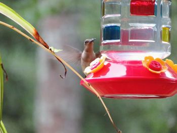 Close-up of a bird flying over a feeder