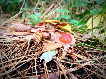 Close-up of mushroom on field