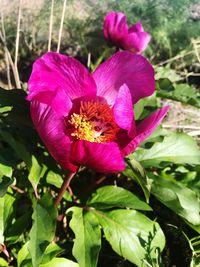 Close-up of pink flowering plant