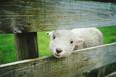 Portrait of sheep on wooden fence