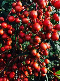 Close-up of cherries on tree