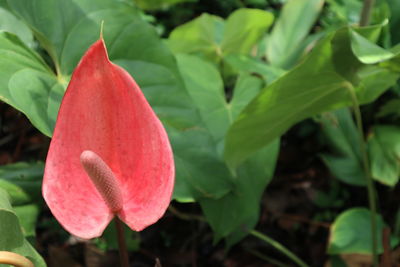 Close-up of red flowering plant